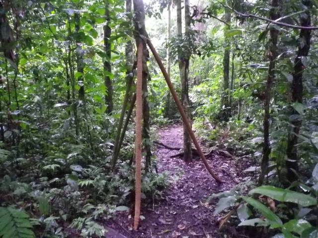 Inotawa-walkingpalm-2013