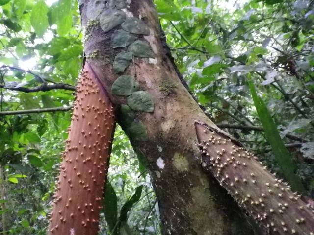 Inotawa-wallkingpalm-2013-2