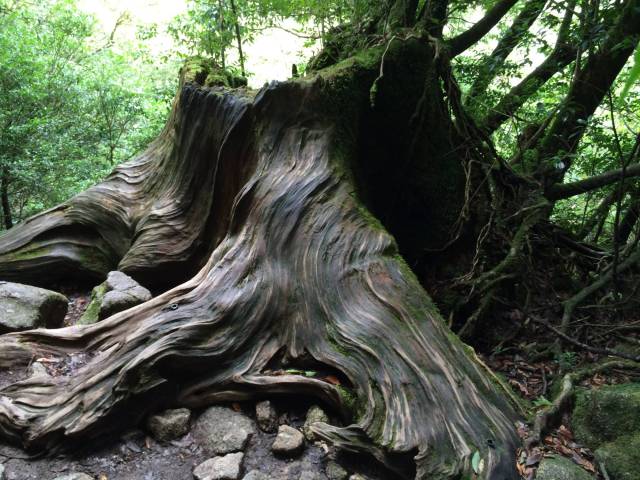 japan16-shiratani-unsuikyo15