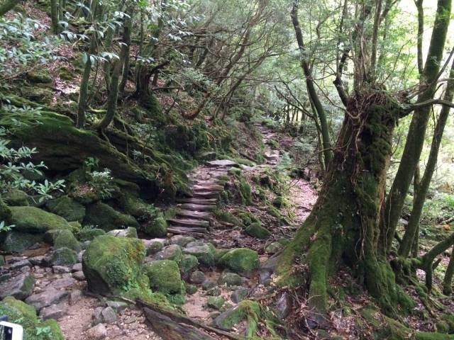 japan16-shiratani-unsuikyo16