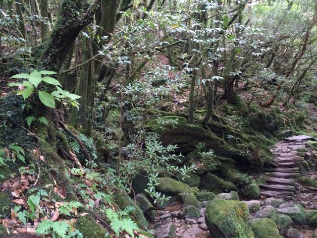 japan16-shiratani-unsuikyo17