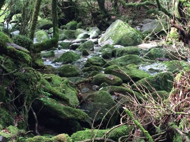 japan16-shiratani-unsuikyo24