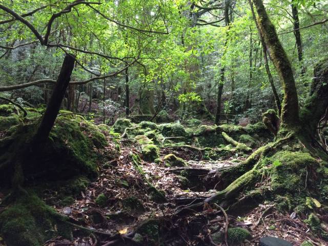 japan16-shiratani-unsuikyo25