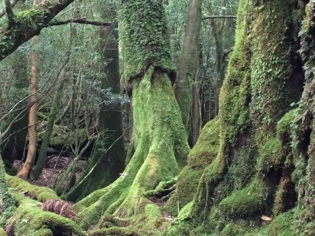 Moss covered cedar trees
