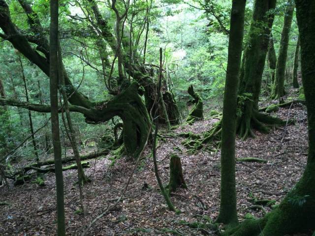 japan16-shiratani-unsuikyo44