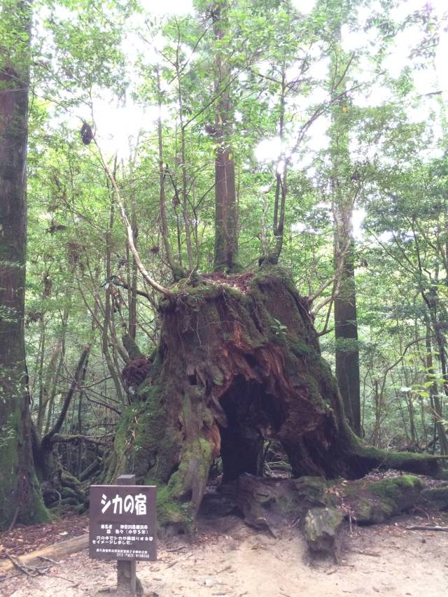 japan16-shiratani-unsuikyo45