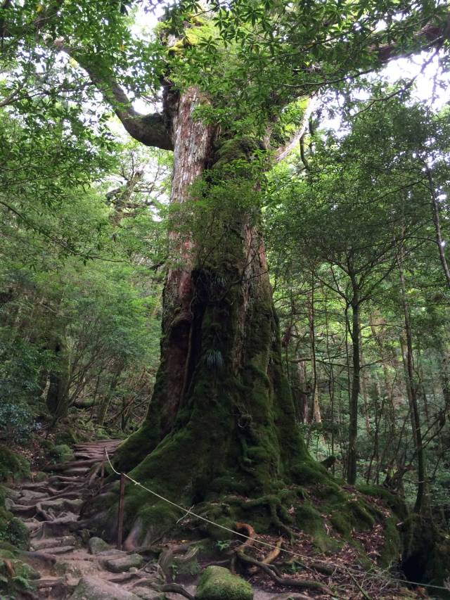 japan16-shiratani-unsuikyo47