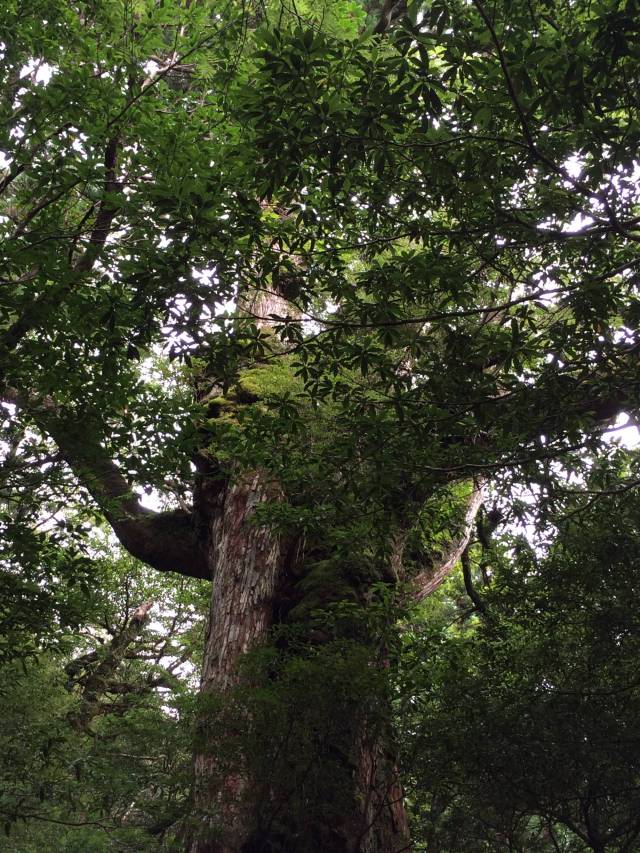 japan16-shiratani-unsuikyo48