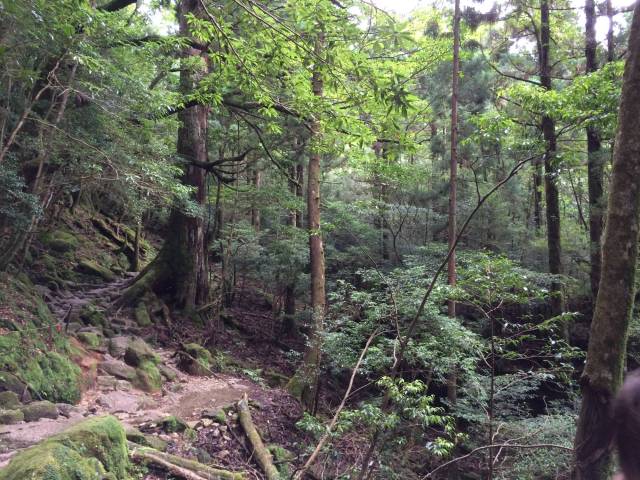 japan16-shiratani-unsuikyo53