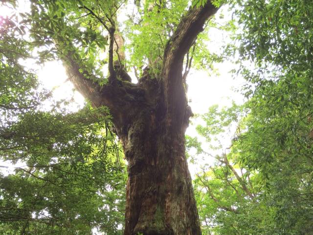 japan16-shiratani-unsuikyo54