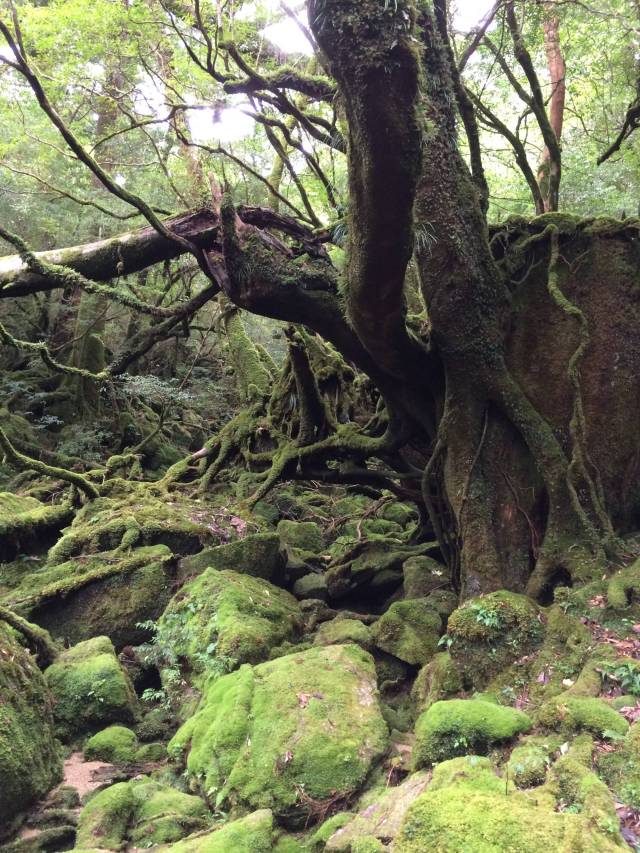 japan16-shiratani-unsuikyo59