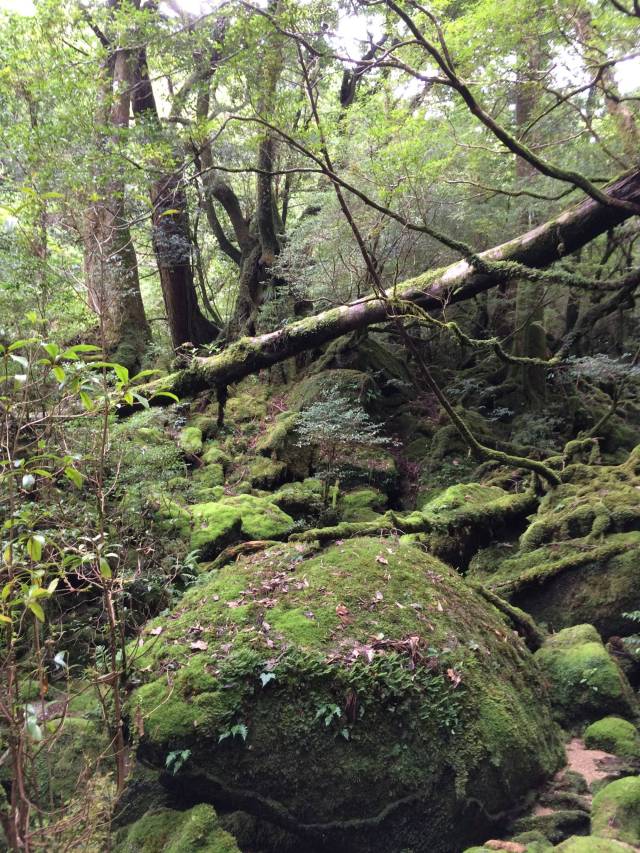 japan16-shiratani-unsuikyo60