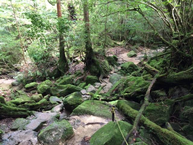 japan16-shiratani-unsuikyo65