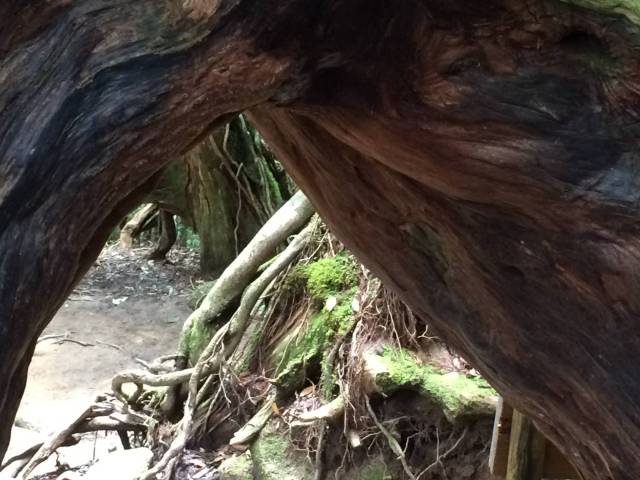 japan16-shiratani-unsuikyo73