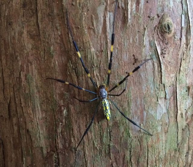 Very colorful Japanese spider