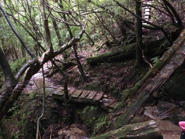 japan16-yakusugiland-cedar-steps1