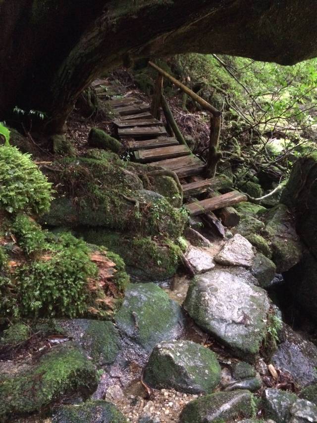 japan16-yakusugiland-cedar-steps12