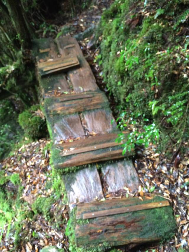 japan16-yakusugiland-cedar-steps13