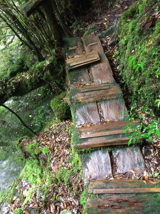 japan16-yakusugiland-cedar-steps14