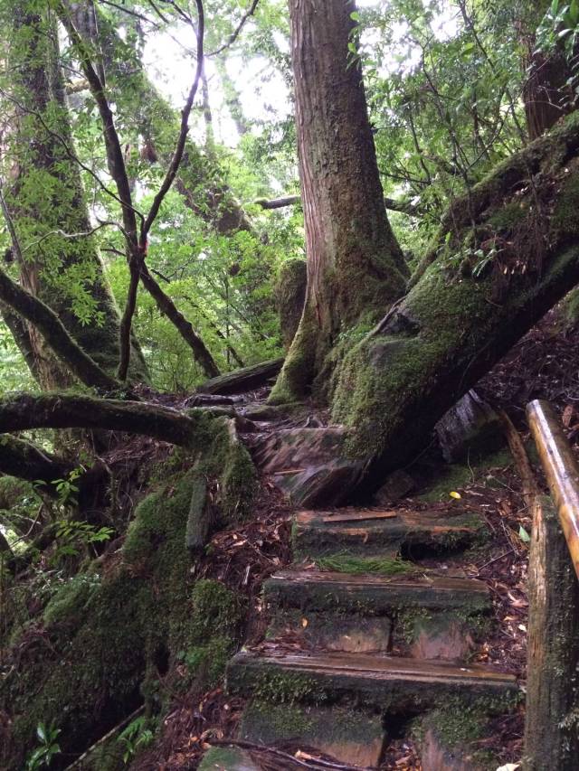 japan16-yakusugiland-cedar-steps16