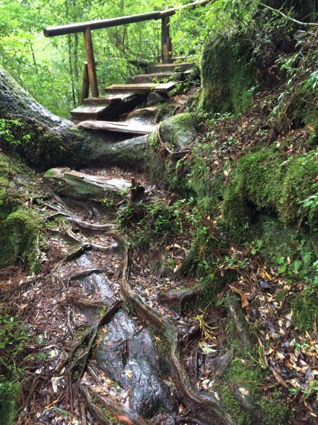 japan16-yakusugiland-cedar-steps17