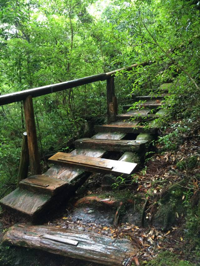 japan16-yakusugiland-cedar-steps18
