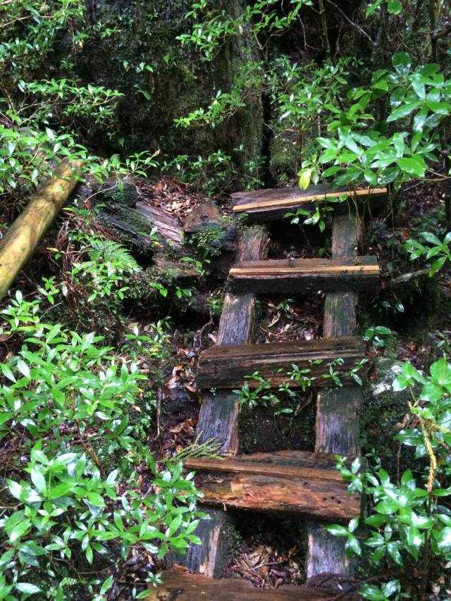 japan16-yakusugiland-cedar-steps19