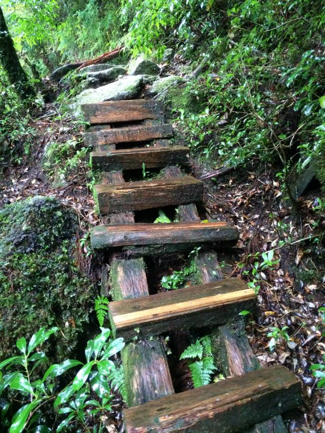 japan16-yakusugiland-cedar-steps20