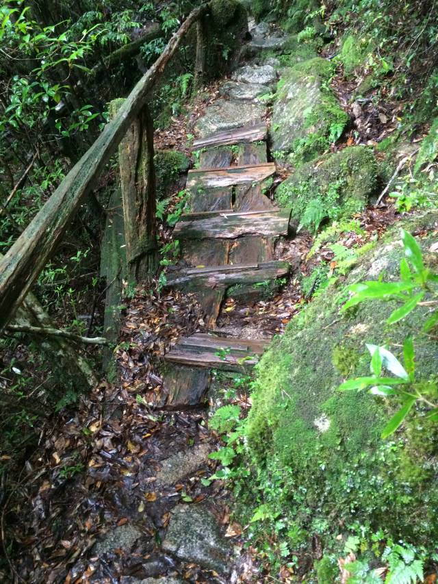 japan16-yakusugiland-cedar-steps22