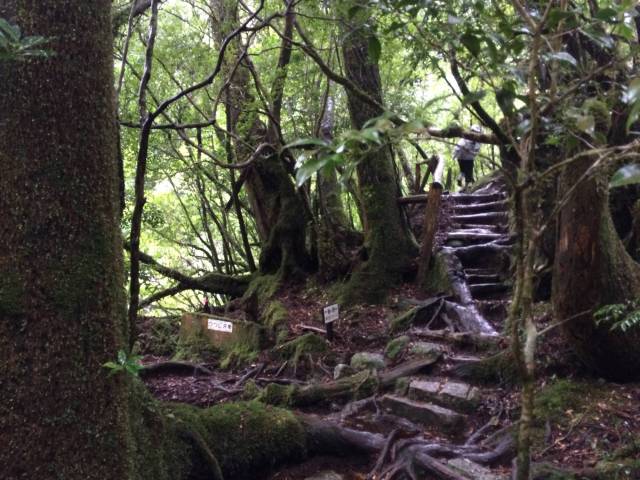 japan16-yakusugiland-cedar-steps23