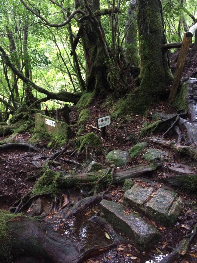 japan16-yakusugiland-cedar-steps24