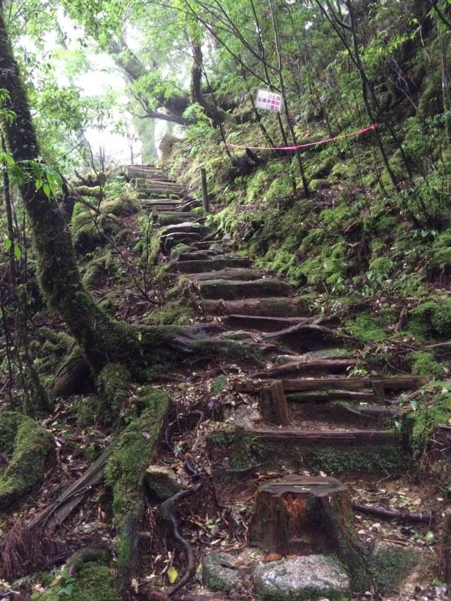 japan16-yakusugiland-cedar-steps27