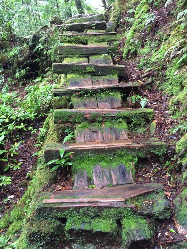 japan16-yakusugiland-cedar-steps28