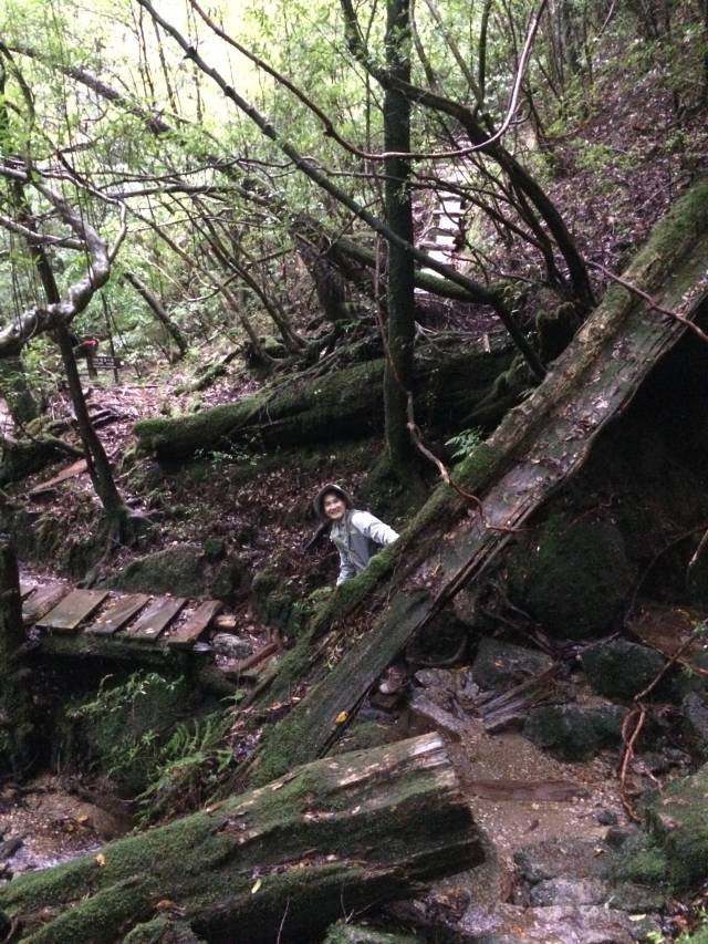 japan16-yakusugiland-cedar-steps3