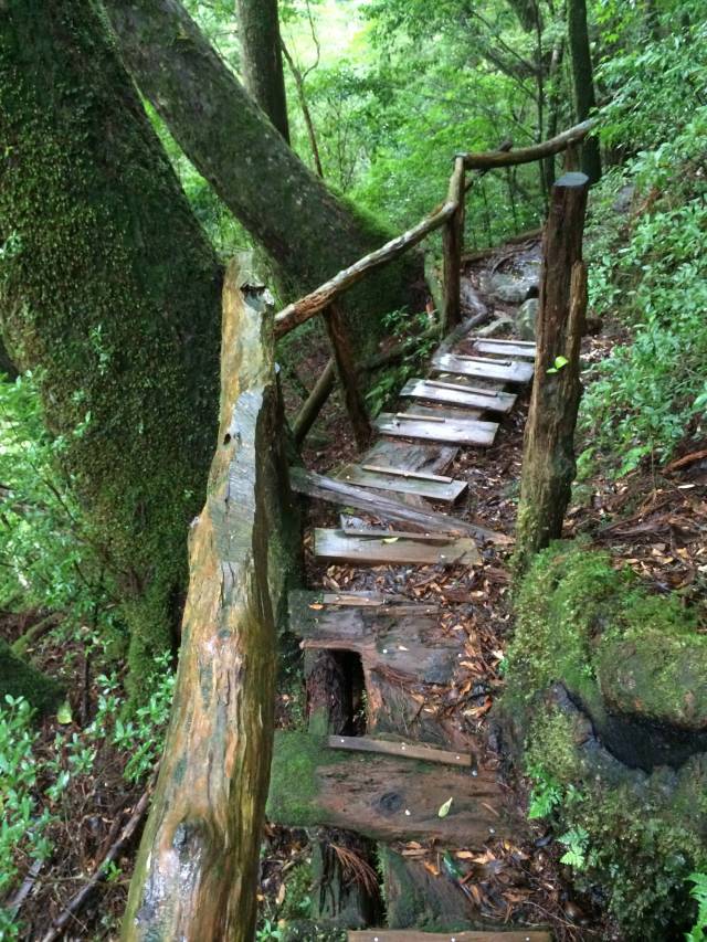 japan16-yakusugiland-cedar-steps30
