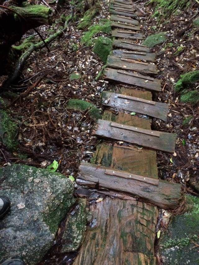 japan16-yakusugiland-cedar-steps31