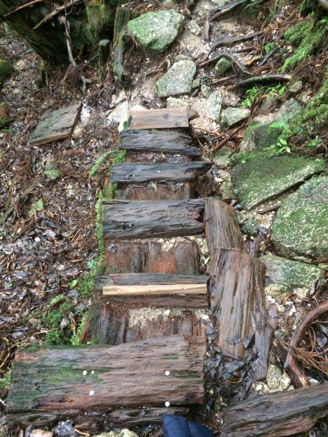 japan16-yakusugiland-cedar-steps32