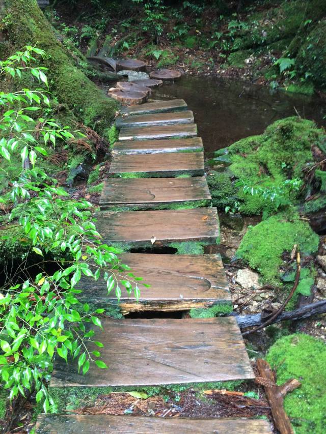japan16-yakusugiland-cedar-steps33