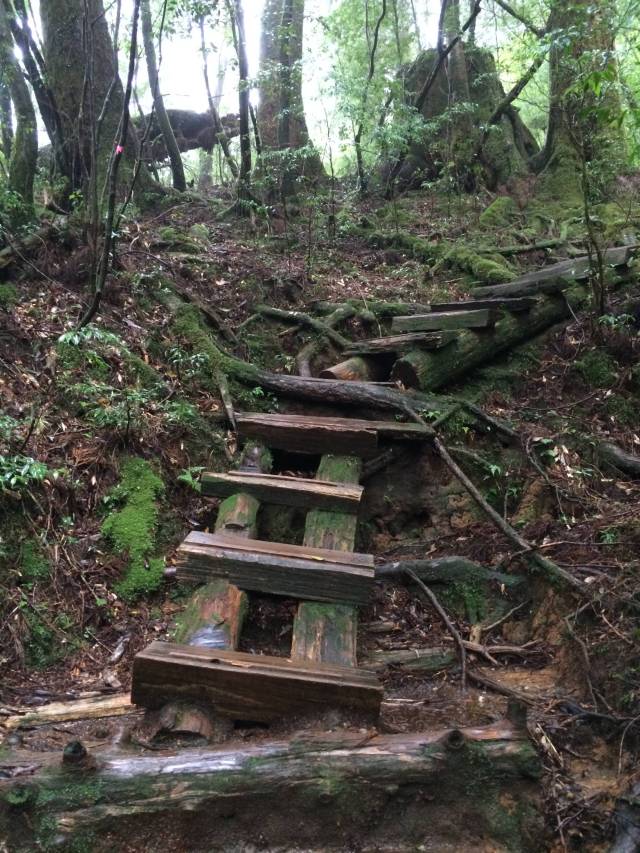 japan16-yakusugiland-cedar-steps34