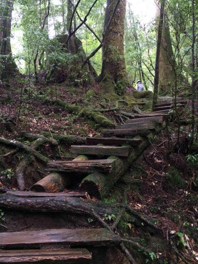 japan16-yakusugiland-cedar-steps35