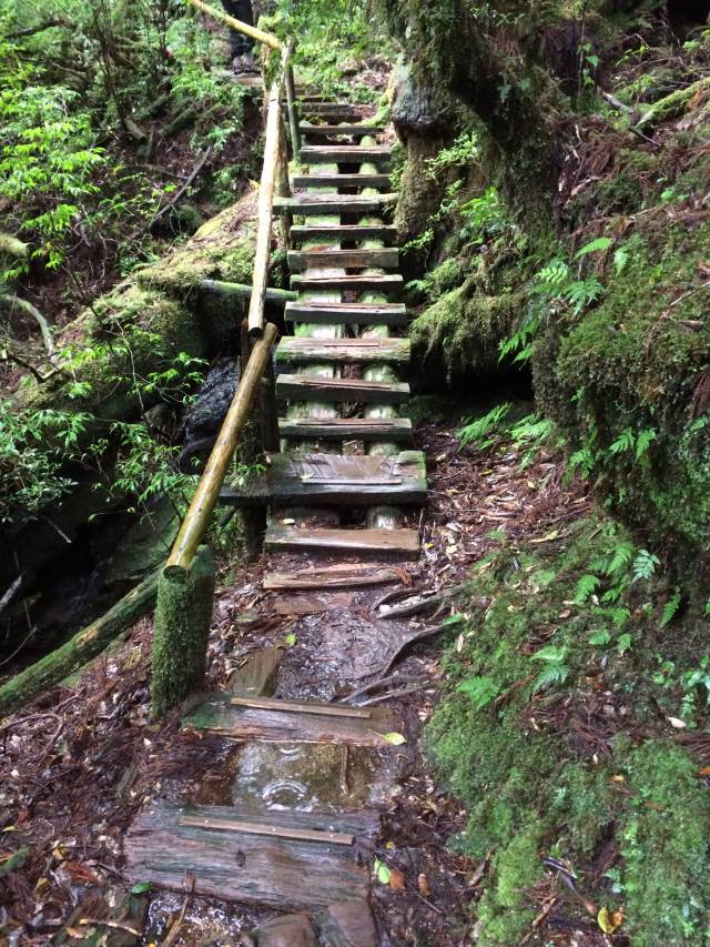 japan16-yakusugiland-cedar-steps36