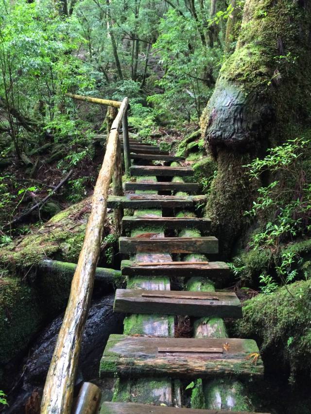 japan16-yakusugiland-cedar-steps37