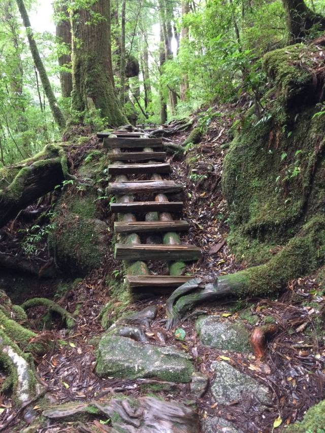 japan16-yakusugiland-cedar-steps38