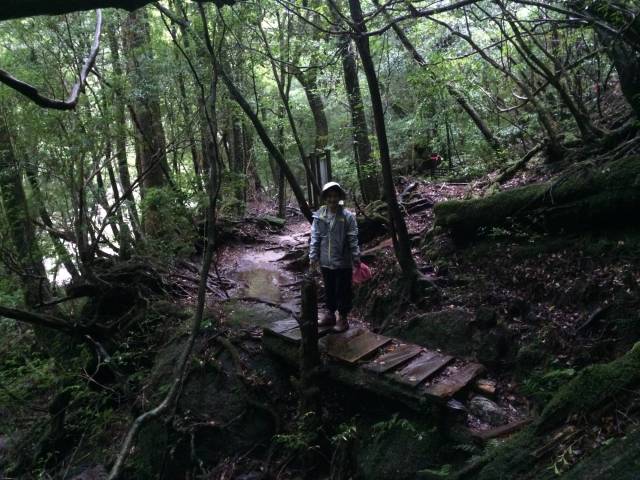 japan16-yakusugiland-cedar-steps4