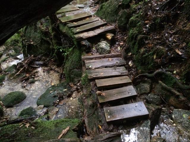 japan16-yakusugiland-cedar-steps5