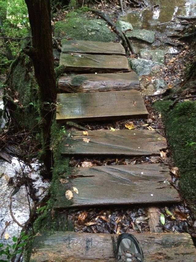 japan16-yakusugiland-cedar-steps6