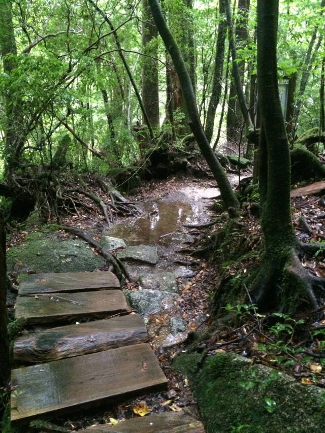 japan16-yakusugiland-cedar-steps7