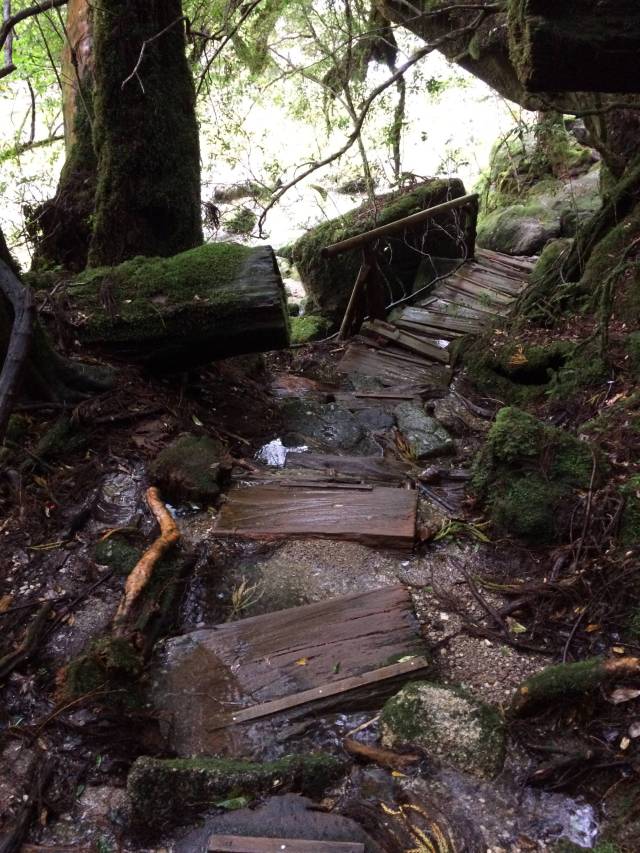japan16-yakusugiland-cedar-steps9