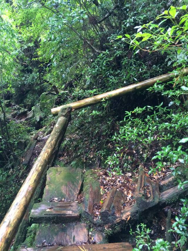 japan16-yakusugiland-steps41