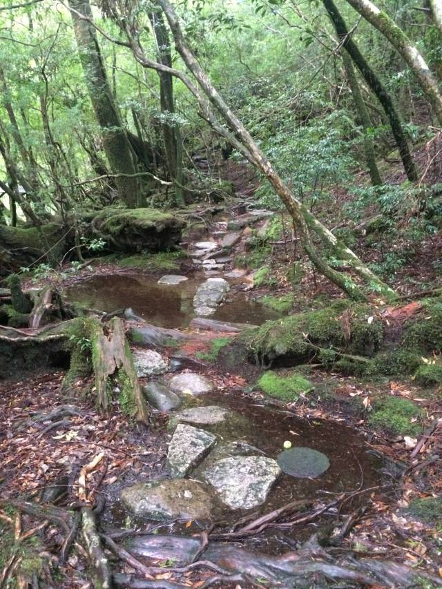 japan16-yakusugiland-steps42